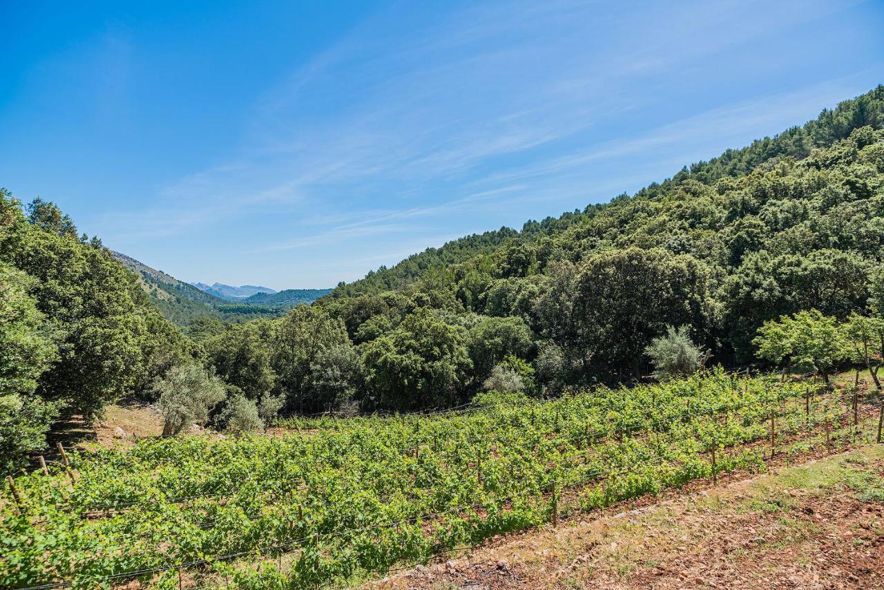 Villa Picassa Pollensa Exterior foto